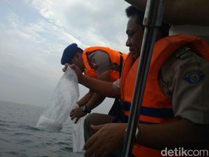 Setelah Diselamatkan, 34.208 Baby Lobster Dilepasliarkan