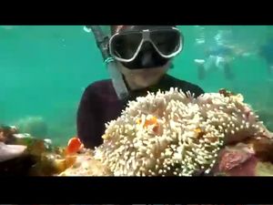 Kata Peneliti Soal Karang Laut yang Diangkat-angkat Wisatawan Kata Peneliti Soal Karang Laut yang Diangkat-angkat Wisatawan