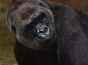 Sejumlah Gorila di Kebun Binatang AS Positif Covid-19!