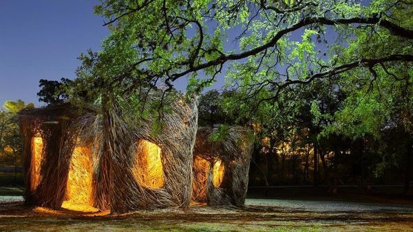 Foto: Ada Sarang Burung Raksasa di Amerika