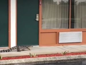 Aligator Mendadak Muncul dan Jalan Santai di Depan Motel di AS