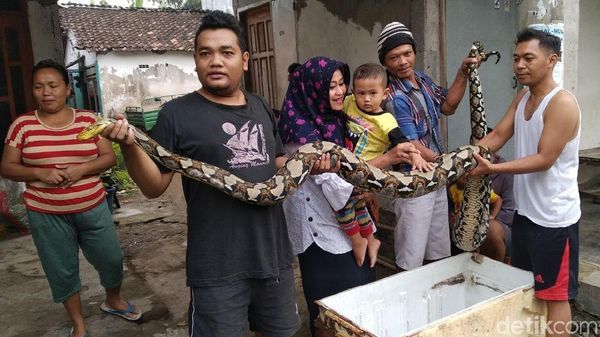 Foto: Ular Sanca ini Melawan Saat Akan Ditangkap Warga