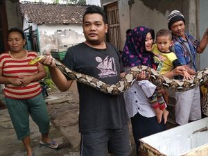Foto: Ular Sanca ini Melawan Saat Akan Ditangkap Warga