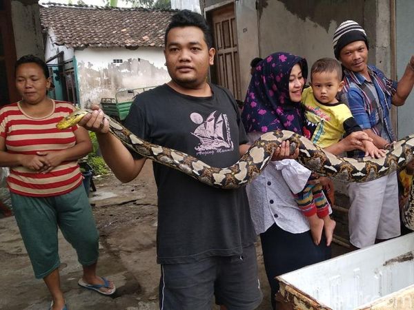 Foto: Ular Sanca ini Melawan Saat Akan Ditangkap Warga
