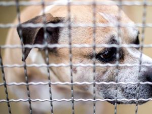 Kisah Chico, Anjing Jerman yang Harus Disuntik Mati