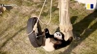 Foto: Hubungan Benci Tapi Cinta Panda di China dengan Ayunan