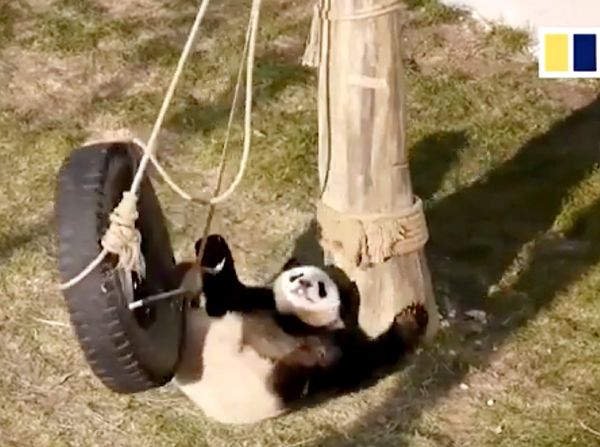 Foto: Hubungan Benci Tapi Cinta Panda di China dengan Ayunan