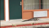 Detik-detik Aligator Jalan Santai di Depan Motel hingga Ditangkap