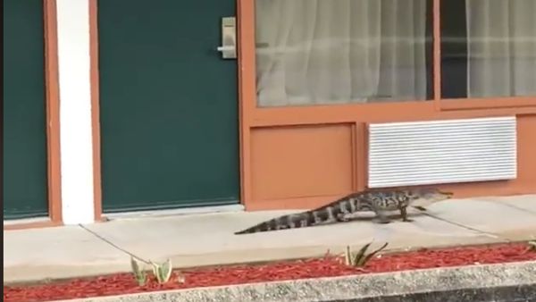 Detik-detik Aligator Jalan Santai di Depan Motel hingga Ditangkap