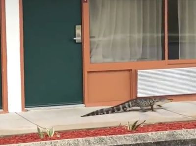 Detik-detik Aligator Jalan Santai di Depan Motel hingga Ditangkap
