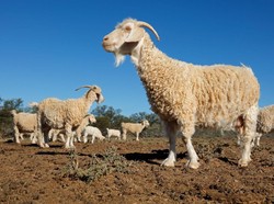 Draf Final RKUHP: Pemerkosa Hewan Dihukum 1 Tahun Penjara