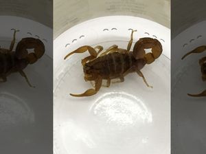 Pulang dari Afrika, Turis Inggris Temukan Kalajengking di Kopernya