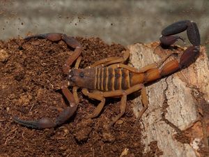 5 Fakta Menarik Soal Kalajengking, Serangga yang Racunnya Sangat Mahal 5 Fakta Menarik Soal Kalajengking, Serangga yang Racunnya Sangat Mahal