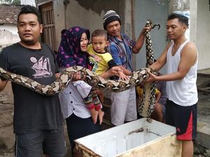 Warga Kediri Amankan Ular Sanca 4 Meter yang Nyaris Masuk Rumah