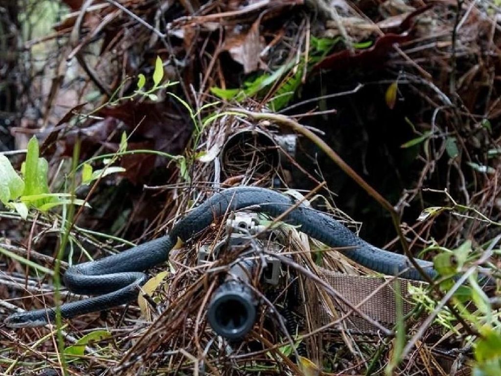 Foto Menakjubkan Saat Ular Melintasi Senapan Sniper AS Foto Menakjubkan Saat Ular Melintasi Senapan Sniper AS