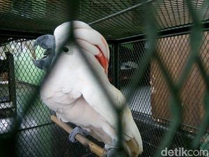 Kakaktua Jambul Kuning Diserahkan ke BKSDA oleh Anggota TNI