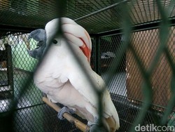 Kakaktua Jambul Kuning Diserahkan ke BKSDA oleh Anggota TNI