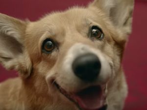 Ini Willow yang Disuntik Mati dan Bikin Ratu Elizabeth Berduka