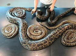 Ketahuan! Ada Pesta Seks 7 Ular Piton di AS