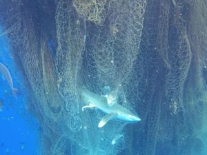 Ada Jaring Hantu di Laut Karibia, Ratusan Ikan Termasuk Hiu Mati