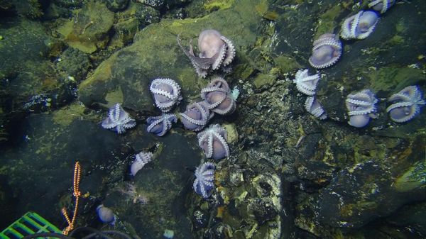 Coba Tebak, Sedang Apa Kelompok Gurita Raksasa Ini?