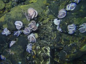 Coba Tebak, Sedang Apa Kelompok Gurita Raksasa Ini?