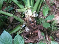 Babi Hutan Mulai Serang Lahan Pertanian di Purworejo