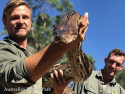 Piton Monster di Australia Ini Diet Ketat Agar Tak Obesitas