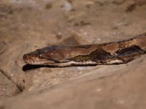 Wih! Warga di Denpasar dan Tegal Ngabuburit Bareng Reptil