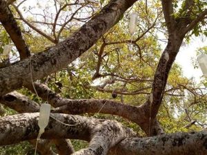 Beringin 700 Tahun Ini Terpaksa Diinfus untuk Tangkal Rayap