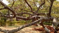 Pohon Beringin 700 Tahun di India Terancam Serangan Serangga