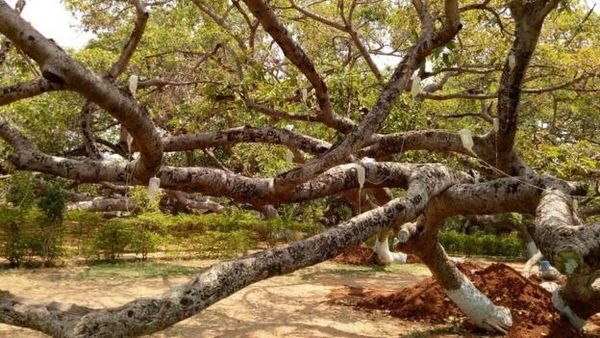 Pohon Beringin 700 Tahun di India Terancam Serangan Serangga