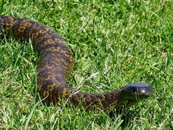 Seorang Pria Australia Tewas Digigit Ular