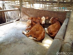 Kocak! Penghuni Apartemen Pelihara 7 Sapi di Balkon, Tetangga: Berisik, Bau!