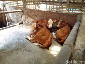 Kocak! Penghuni Apartemen Pelihara 7 Sapi di Balkon, Tetangga: Berisik, Bau! Kocak! Penghuni Apartemen Pelihara 7 Sapi di Balkon, Tetangga: Berisik, Bau!