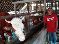 Kliyem, Klinem dan Klinah, Anakan Sapi Kembar 3 di Sleman