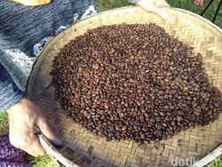 Jumlah Produk Kopi RI yang Bisa di Ekspor Makin Berkurang
