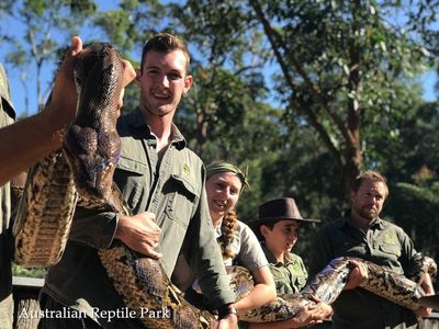 Foto: Si Piton Monster yang Sedang Jalani Diet