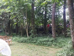 Antusias Warga Lihat Pernikahan Syahnaz dan Jeje dari Semak-semak