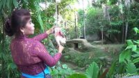 Foto: Para Kartini Pemberi Makan Binatang Buas di Bali