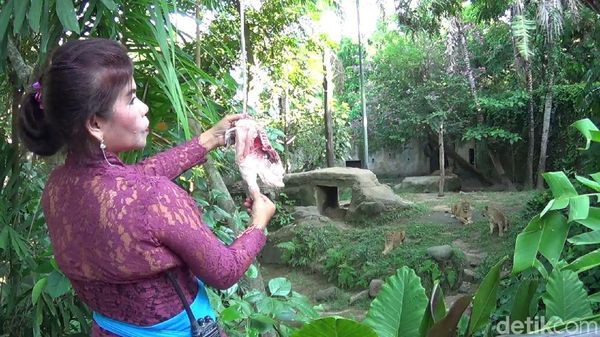 Foto: Para Kartini Pemberi Makan Binatang Buas di Bali