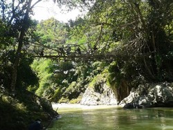 Petani Jahe Baduy Panen Dapat Pendapatan hingga Rp 60 Juta