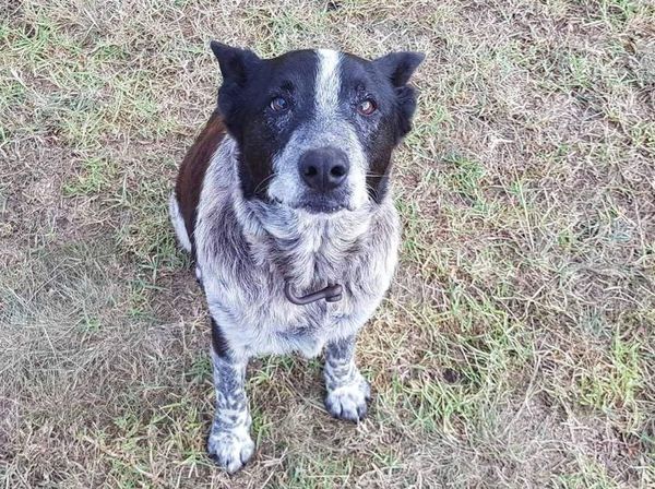Ini Dia Para Anjing Pahlawan dari Seluruh Dunia