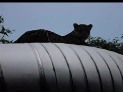 Viral Video Macan Kumbang Muncul di Kamojang, Ini Faktanya