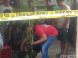 Kebun Ganja di Malang Berhasil Dibongkar