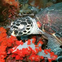 Bantahan Pada Media Inggris Soal Bawah Laut Pulau Komodo