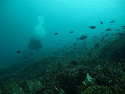 Bantahan Pada Media Inggris Soal Bawah Laut Pulau Komodo