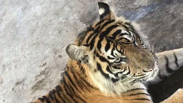 Bonita Kini, Operasi Tumor Sampai Diajak Main