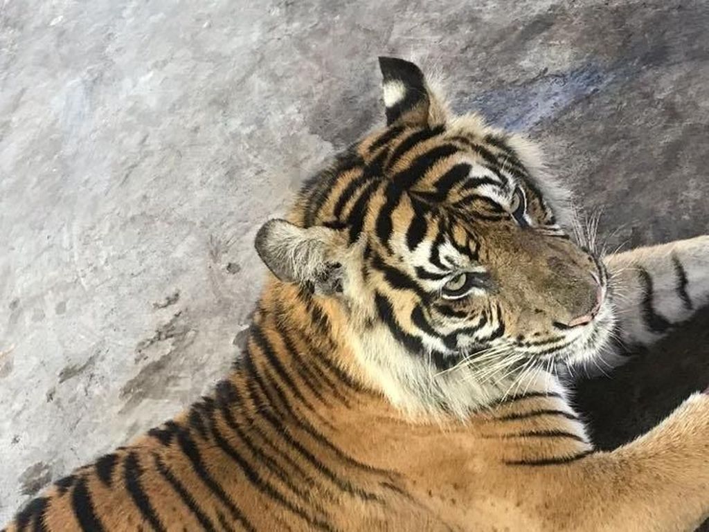 Bukan Mitos, Ternyata Harimau Bisa Simpan Dendam ke Manusia Bukan Mitos, Ternyata Harimau Bisa Simpan Dendam ke Manusia