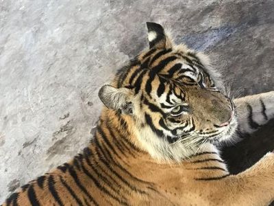 Bonita Kini, Operasi Tumor Sampai Diajak Main